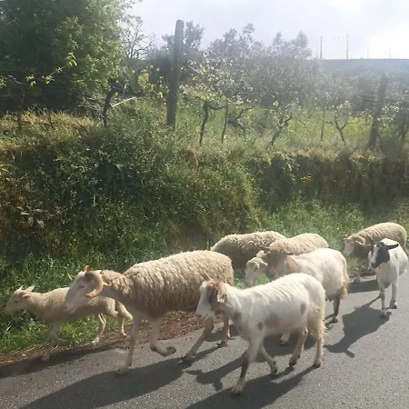 Semesterbostad Casa Do Casal - Nature & Village, Al